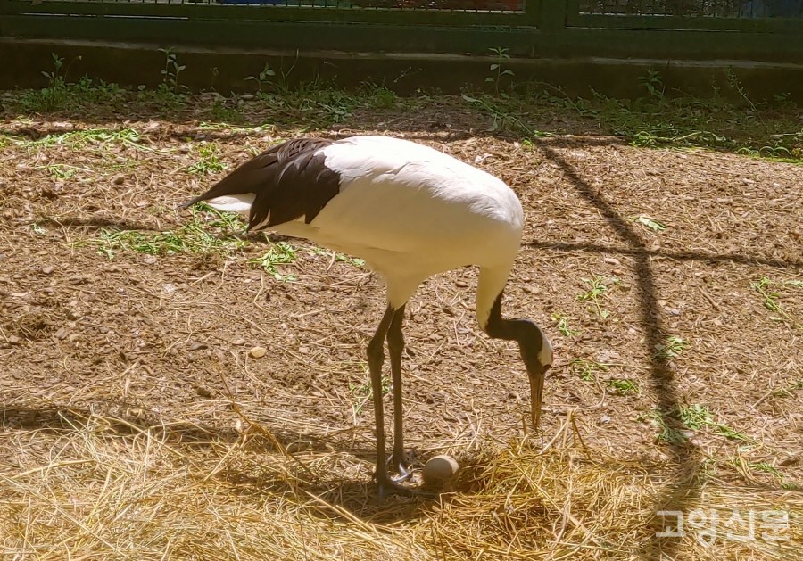 올해로 8년째 알을 낳은 호수공원의 두루미 암컷. 하지만 부화에는 한번도 성공하지 못했다. [사진제공=에코코리아]