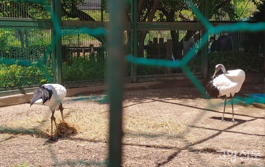2013년부터 11년째 호수공원의 좁은 사육사에서 생활하고 있는 두루미 부부. [사진제공=에코코리아]
