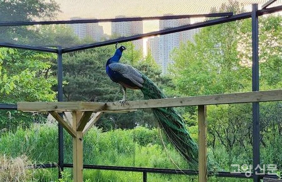 두루미사 건너편 조류사의 대장인 공작새.