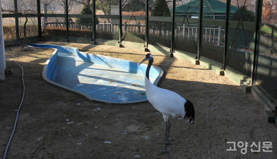 1997년 중국 치치하얼시에서 기증받아 2013년까지 호수공원을 지켰던 원조 단정학 수컷.