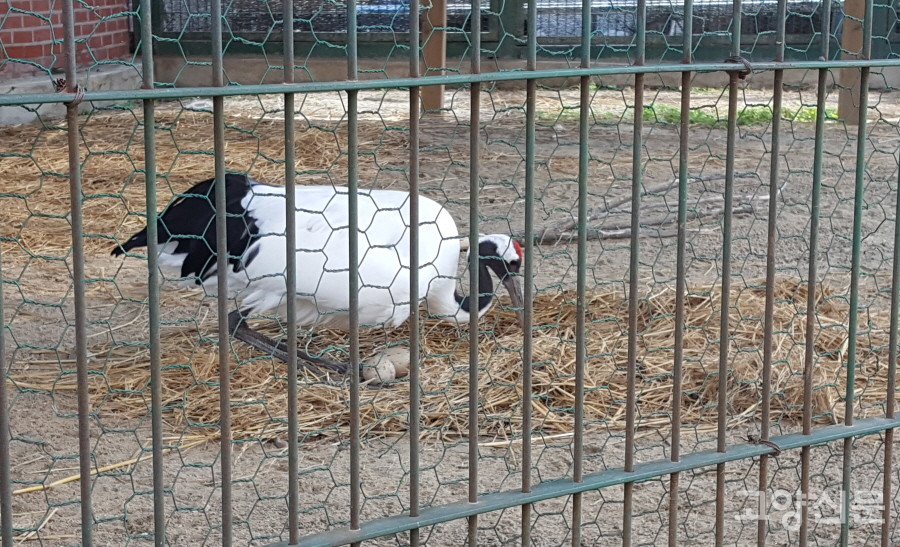 두루미 암컷이 산란 후 장기간 포란을 시도했던 2018년의 모습. [사진제공=에코코리아] 