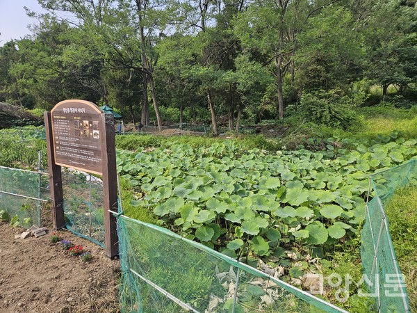 행신2동 맹꽁이 서식지