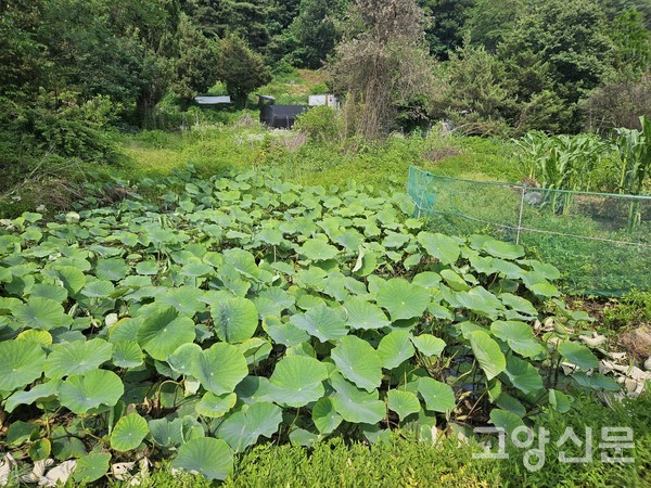 행신2동 맹꽁이 서식지