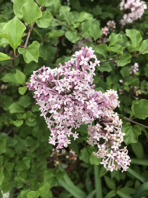 북한산이 원산지인 '미스김라일락'. 1947년 미군정 식물학자 엘윈 미더가 북한산 백운대 인근에서 채집해 미국으로 가져가 번식에 성공했다. ‘미스김 라일락’이란 이름은 그냥 부르는 이름이 아니라 학명으로 정해졌는데, 이 학명은 미군정 당시 엘윈 미더의 사무실에서 일했던 여직원을 부르는 이름, 미스김에서 비롯되었다고 한다. 