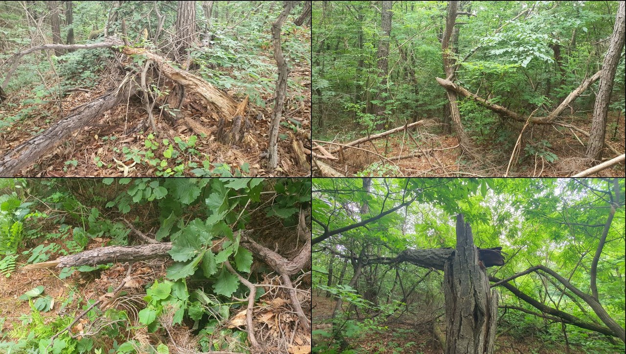지난 15일 찾은 산황산에는 곳곳에 마구잡이로 훼손된 흔적이 있었다. 기존 식물군락 곁에 어리고 건강한 식물을 재생시키며 2차 천이가 일어나는 산에서 의도적 훼손 이 자행되고 있다고 범대위 측은 주장했다.