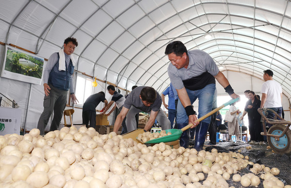아침 일찍 나온 원동휘 회장과 회원들이 감자를 상자에 담고 있다.