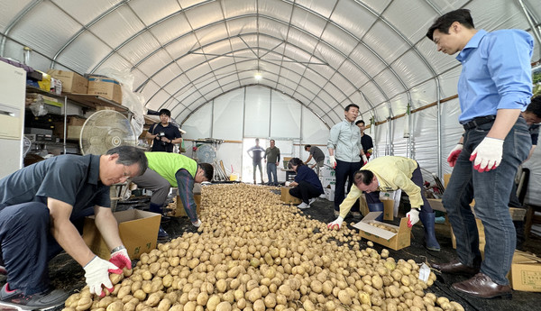 지역의 농협 조합장들과 한준호 국회의원이 감자를 선별해 담고 있다.