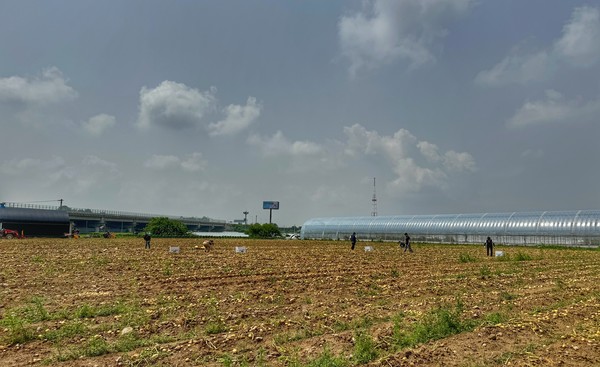 나눔감자를 심었던 감자밭 