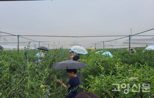 꽃우물 블루베리농장에서 고양시 직원가족들이 수확체험을 했다.