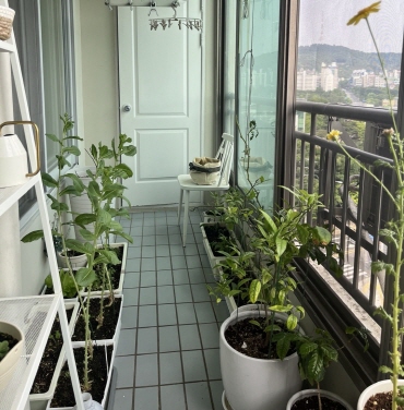 [작가의 집 구경하기] 작가와 동거하는 베란다의 식물들. 멀리 고봉산도 보인다. 