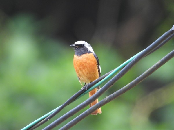 개명산에 서식하는 노랑할미새(위)와 딱새(아래).