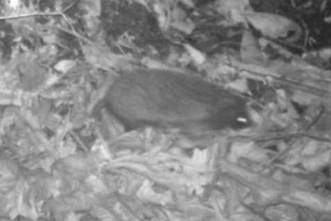 무인센서 카메라에 촬영된 오소리(위)와 고슴도치(아래).