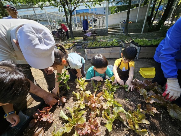 4명중 1명이 노인. 고령화사회 돌봄을 일상으로 만들고, 지역사회가 함께 고민해야한다는 지적이 나오고 있다. 덕양노인복지관 노인들이 덕양어린이집 아동들과 함께 상추를 수확하고 있다. [사진제공= 덕양노인종합사회복지관]
