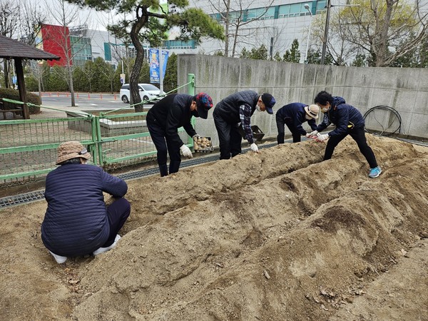 덕양노인종합복지관 옆 청춘텃밭. 노인들이 감자와 채소를 심어 수확물을 나누고 있다.