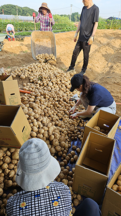  백석2동 주민자치회가 직접 심고 키운 감자를 수확하고 있다. 