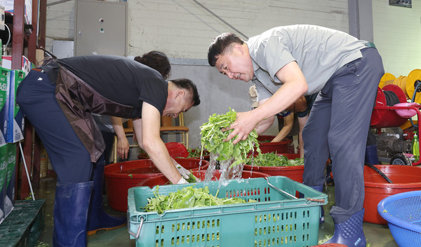 신도농협 봉사단이 열무를 씻고 있다.