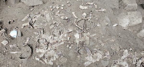 군기고에서 발견된 목모포 부재 발굴 현장. [사진제공=고양시]