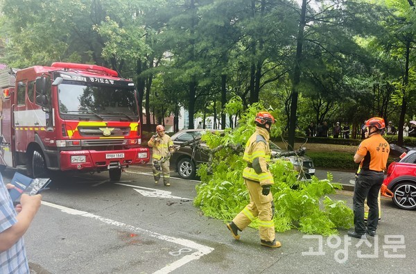 18일 오후 화정동 로데오거리 근처에서 가로수가 쓰러져 지나가던 승용차를 덮쳤다. 이 가로수는 집중호우로 지반이 약해져 쓰러진 것으로 추정된다.  [사진=김진이 전문기자]