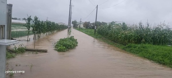 19일 오전 일산서구 뜨렌비팜 농장 인근. 전날부터 이어진 집중호우로 길과 밭, 시설하우스 등이 침수됐다. 정현석 뜨렌비팜 대표는 "이날 오후 비가 소강 상태를 보여 빠르게 복구작업을 하고 있다"고 전했다. [사진출처=정현석 대표 페북]