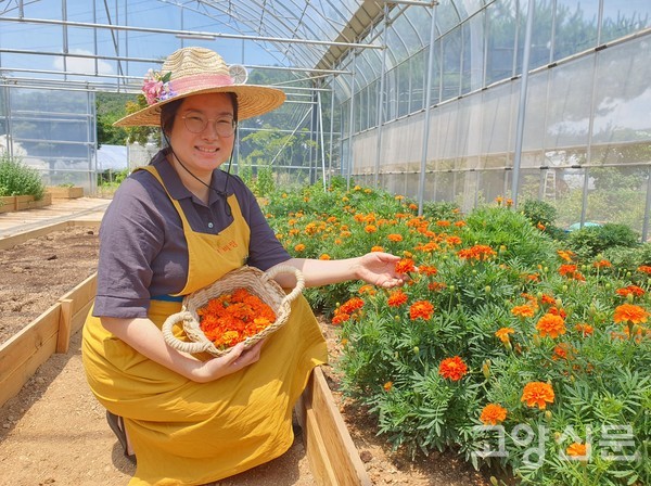 김민주 대표가 꽃차용 메리골드꽃을 수확하고 있다.