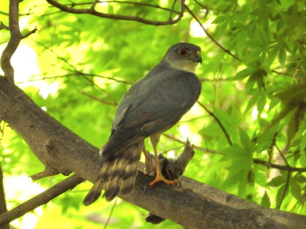 조롱이가 산책로 옆 나무 위에서 먹잇감으로 사냥한 작은 새를 발로 움켜쥐고 있다.