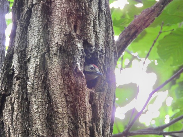 참나무에 구멍을 뚫어 둥지를 지은 오색딱다구리.