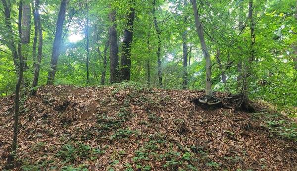 지난달 23일 고양신문 마을숲 생태탐사에 나선 시민참여단이 오송산에서 기념촬영을 하고 있다. 등산객들이 오송산 벙커 옆에 난 오솔길을 걷고 있다. 한북정맥 산줄기인 오송산과 옥녀봉 사이에 왕복 4차로의 일영로가 개통돼 생태축 단절이 심각하다. 표지판 하나 없는 오송산 정상.굴삭기가 오금천 안에 들어가 땅을 뒤집어 수풀 제거작업을 하고 있다.여석정에서 내려다 보이는 삼송지구 아파트단지.  숲해설가 임철호씨가 오송산 산책로에서 식물에 대해 설명하고 있다.오송산에서 식물들을 관찰하고 있는 시민들.조롱이가 먹잇감을 발로 움켜쥐고 있다.참나무에 둥지를 지은 오색딱다구리.