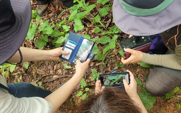 지난달 23일 고양신문 마을숲 생태탐사에 나선 시민참여단이 오송산에서 기념촬영을 하고 있다. 등산객들이 오송산 벙커 옆에 난 오솔길을 걷고 있다. 한북정맥 산줄기인 오송산과 옥녀봉 사이에 왕복 4차로의 일영로가 개통돼 생태축 단절이 심각하다. 표지판 하나 없는 오송산 정상.굴삭기가 오금천 안에 들어가 땅을 뒤집어 수풀 제거작업을 하고 있다.여석정에서 내려다 보이는 삼송지구 아파트단지.  숲해설가 임철호씨가 오송산 산책로에서 식물에 대해 설명하고 있다.오송산에서 식물들을 관찰하고 있는 시민들.조롱이가 먹잇감을 발로 움켜쥐고 있다.참나무에 둥지를 지은 오색딱다구리.