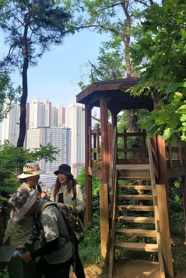 지난달 23일 고양신문 마을숲 생태탐사에 나선 시민참여단이 오송산에서 기념촬영을 하고 있다. 등산객들이 오송산 벙커 옆에 난 오솔길을 걷고 있다. 한북정맥 산줄기인 오송산과 옥녀봉 사이에 왕복 4차로의 일영로가 개통돼 생태축 단절이 심각하다. 표지판 하나 없는 오송산 정상.굴삭기가 오금천 안에 들어가 땅을 뒤집어 수풀 제거작업을 하고 있다.여석정에서 내려다 보이는 삼송지구 아파트단지.  숲해설가 임철호씨가 오송산 산책로에서 식물에 대해 설명하고 있다.오송산에서 식물들을 관찰하고 있는 시민들.조롱이가 먹잇감을 발로 움켜쥐고 있다.참나무에 둥지를 지은 오색딱다구리.