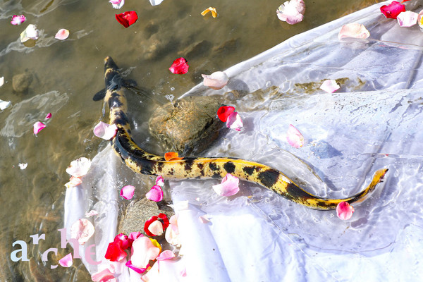 3년 전 한강 장항습지에서 잡혔던 황금장어. 어민들은 황금장어를 한강에 다시 보내주며 문화행사를 열었다.