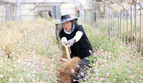 오영석 농협 고양시지부장이 수해로 하우스에 들어온 흙을 퍼내고 있다.