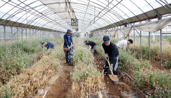비 피해로 화훼농가에 들어온 흙을 치우고 있다.