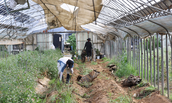 비닐 멀칭을 거둬내고 나르는 농협 봉사자들.