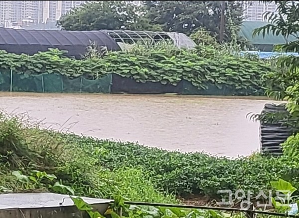 7월 장맛비에 논이 침수됐다.