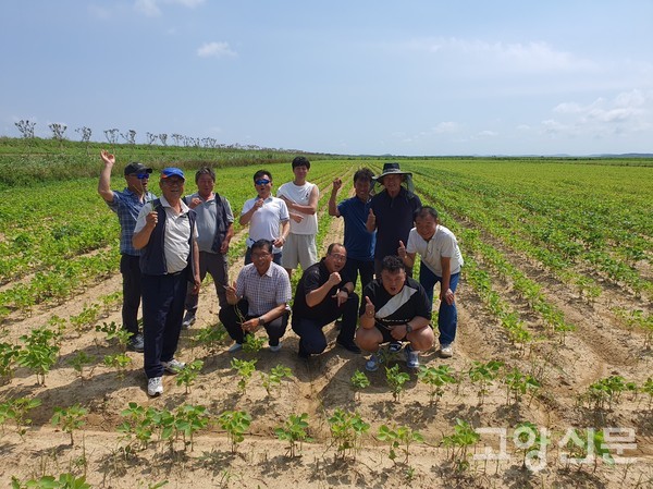김동현씨가 재배하는 대원콩 품종 재배단지.