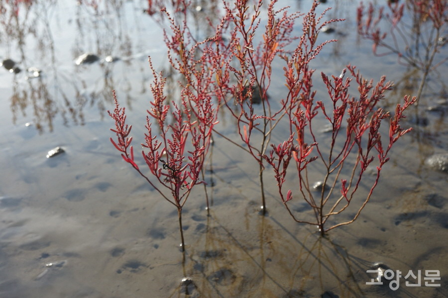 칠면초 (유부도갯벌) [사진=에코코리아]