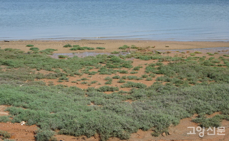 해홍나물 (무안갯벌) [사진=에코코리아]