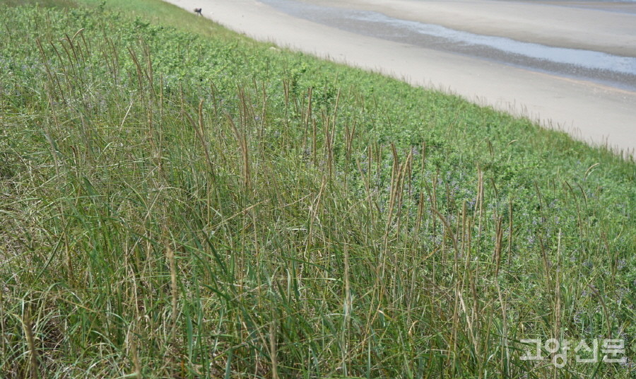 모래를 잡아주는 갯그령 (소황사구) [사진=에코코리아]