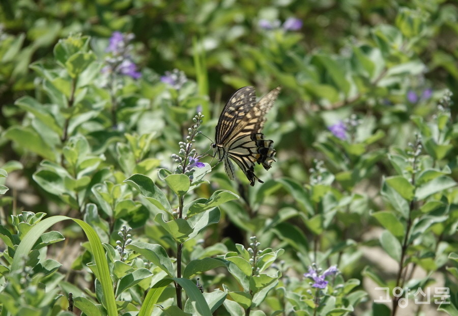 순비기나무에서 꿀을 빠는 호랑나비. [사진=에코코리아]