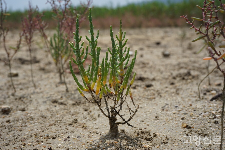 퉁퉁마디 (부안 줄포갯벌) [사진=에코코리아]