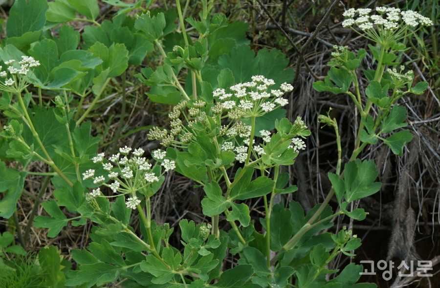 갯기름나물 (강화도갯벌) [사진=에코코리아]