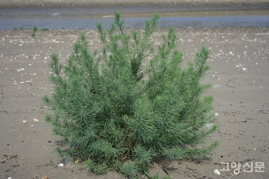 나문재 (소황사구) [사진=에코코리아]