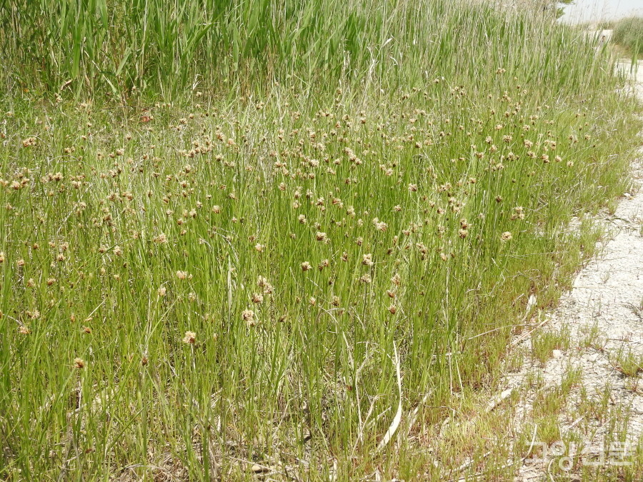 새섬매자기 (순천만갯벌) [사진=에코코리아]
