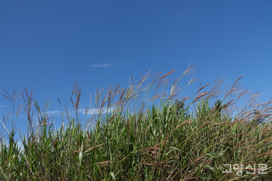 모새달 (순천만갯벌) [사진=에코코리아]