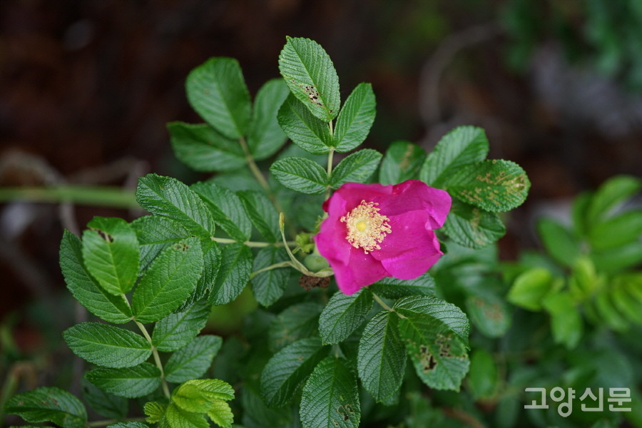 해당화 (장봉도갯벌) [사진=에코코리아]