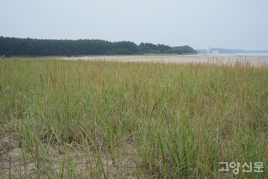 태안의 해안사구. [사진=에코코리아]
