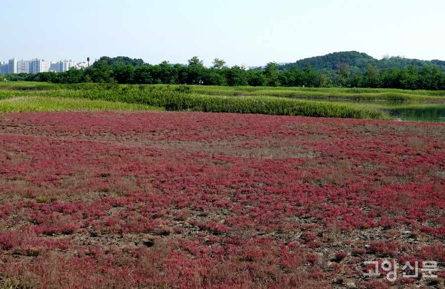 칠면초가 붉게 뒤덮은 시흥갯벌 염습지. [사진=에코코리아]