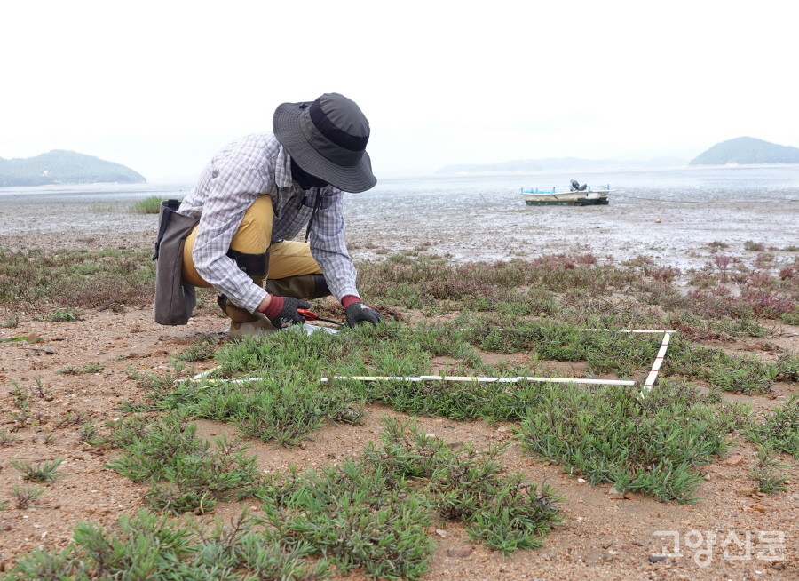 폭염을 이겨내며 갯벌생태조사를 진행하고 있는 에코코리아 조사자. [사진=에코코리아]