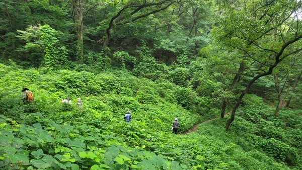 고양시민들이 지난달 12일 덕양산 탐방로를 따라 걸으며 생태조사를 하고 있다. 