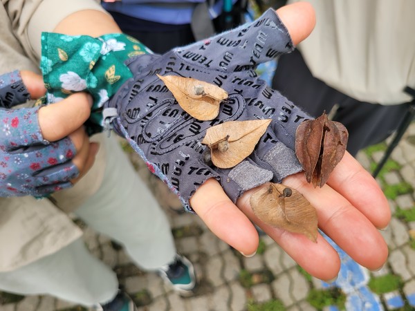 사진1. 고양시민들이 지난달 12일 덕양산 탐방로를 따라 걸으며 생태조사를 하고 있다. 사진2, 3 모감주나무 꽃과 열매사진4 하늘소는 딱따구리가 좋아하는 먹잇감이다.사진5 둥지를 떠난 아기 소쩍새 삼남매가 덕양산 탐방로 주변에서 어미새를 기다리고 있다.사진6 수변공간에 탐방로가 추가로 조성돼 겨울철새들의 교란이 우려된다.사진7. 덕양산은 주변 생태계가 단절돼 야생 포유류가 서식하기 어려운 환경이다.